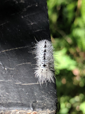 black and white caterpillar