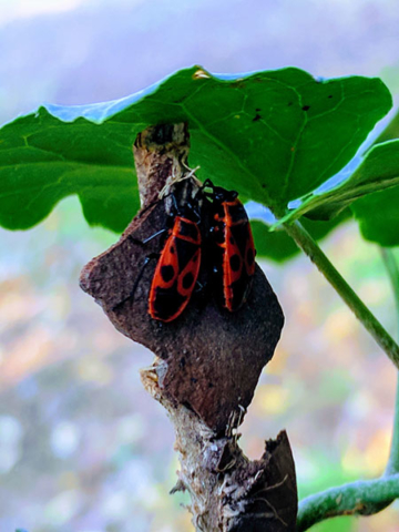 Mediterranean red bug