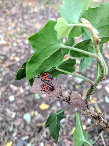 Mediterranean red bug