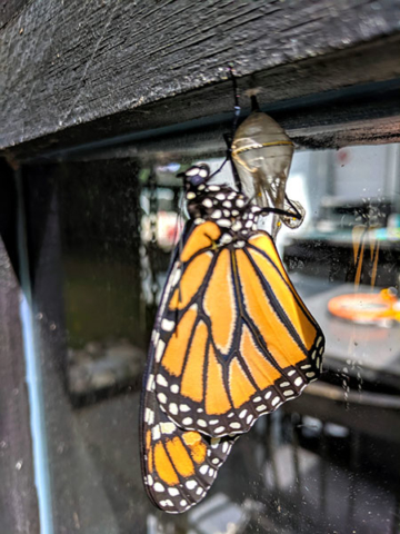 Monarch butterfly