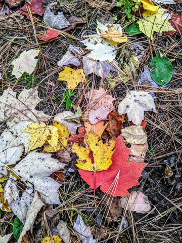 autumn leaves