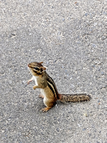 chipmunk