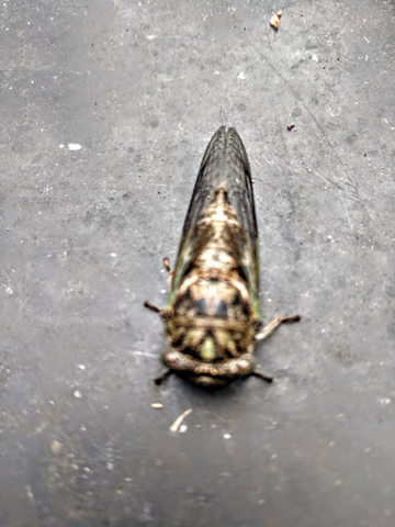 cicada