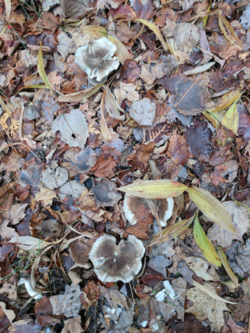 forest mushrooms