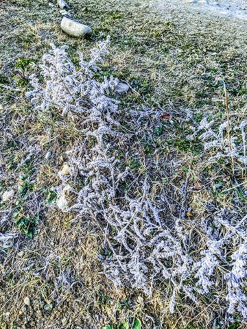 frozen grass