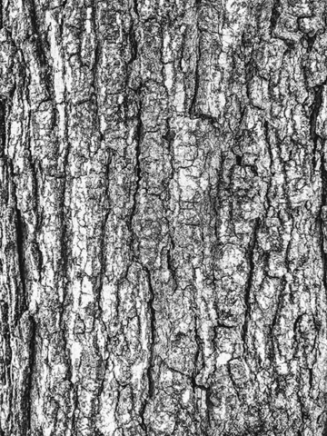 grey bark