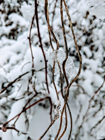 icy branches