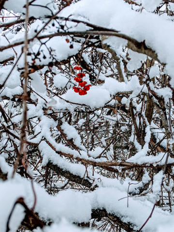 red snow covered plant