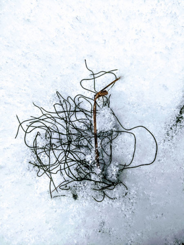 snow covered grass