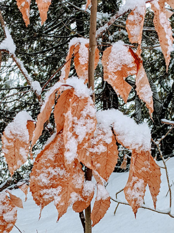 snow covered leaves