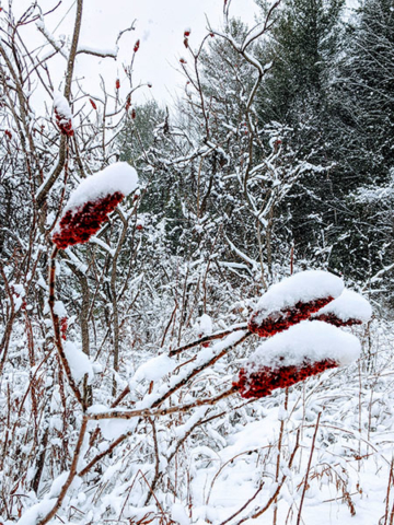 snow covered sumac