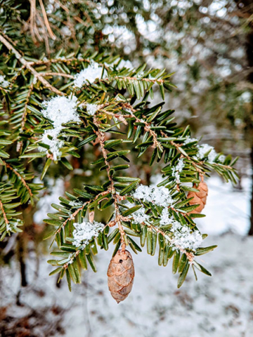 snow covered tree