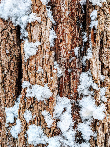 tree bark