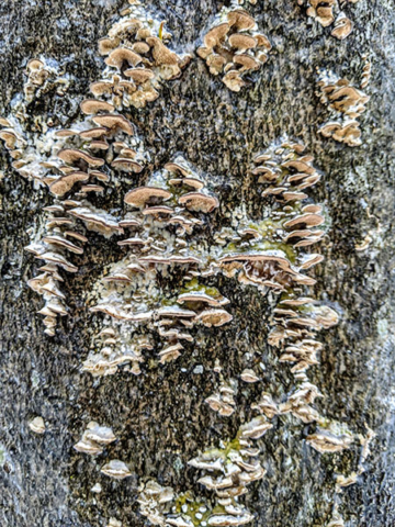 tree bark with mushrooms